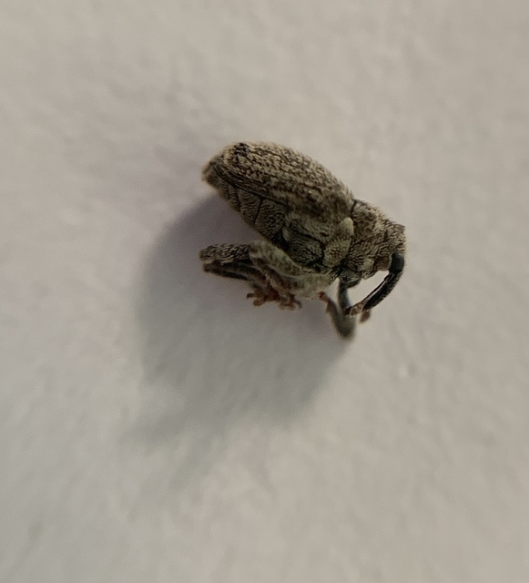 Ceutorhynchus pallidactylus - szőrös repce-ceutormányos