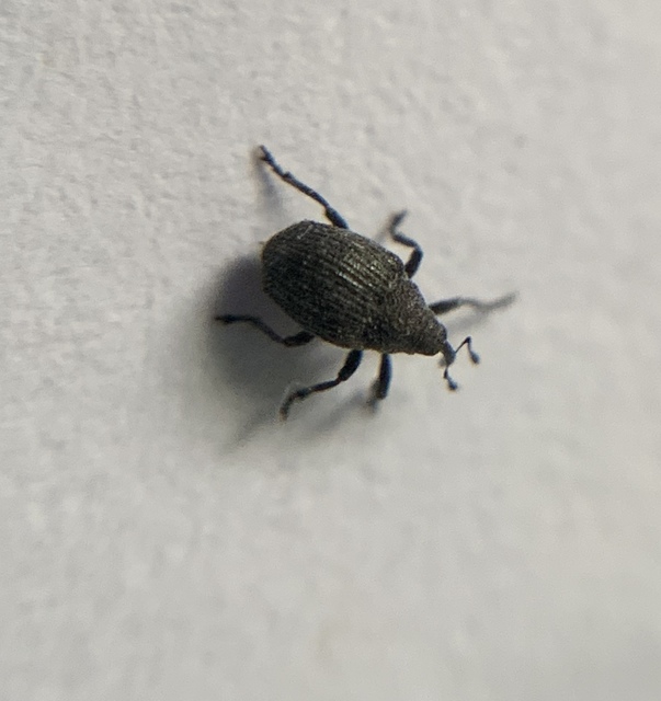 Ceutorhynchus contractus - vadrepce-ceutormányos