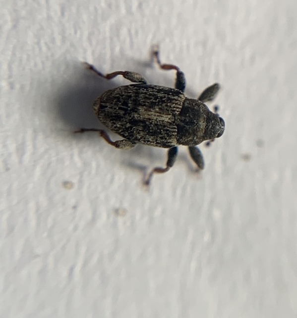 Coryssomerus capucinus - székfű-kancsalormányos