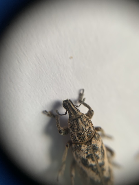 Cyphocleonus dealbatus - márványos barkó