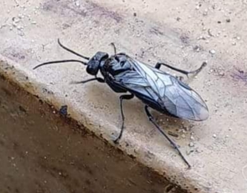Tenthredinidae - valódi levéldarazsak