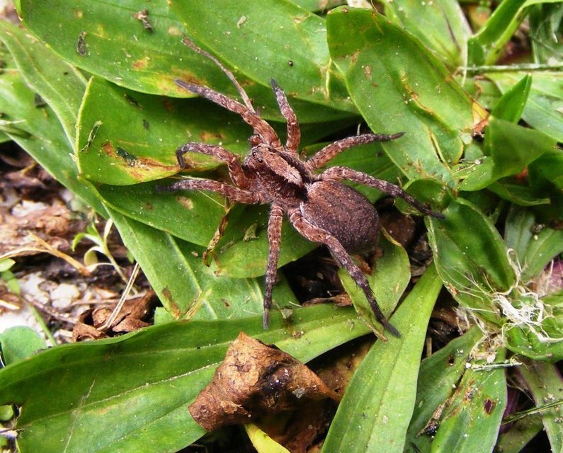 Alopecosa sulzeri