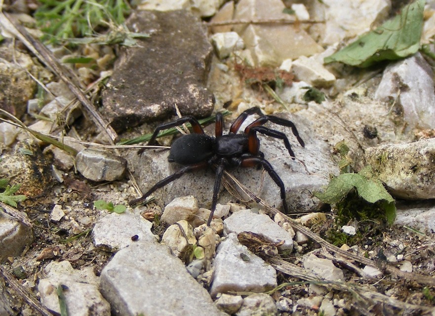 Gnaphosa bicolor