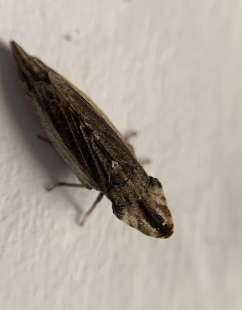 Eupelix cuspidata