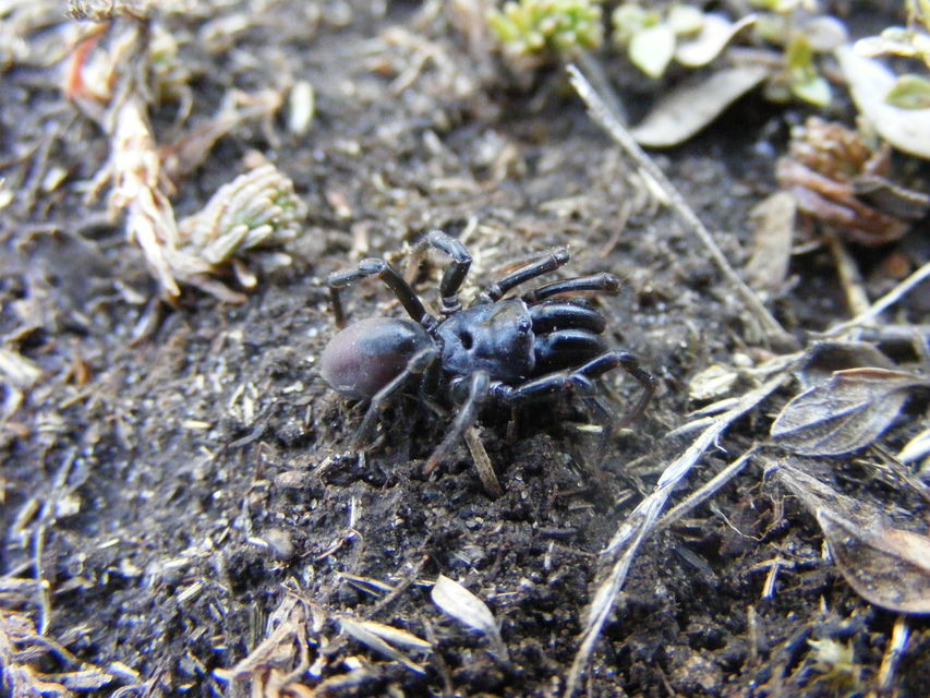 Atypus affinis - tölgyes torzpók