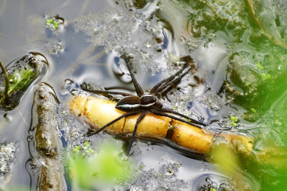 Dolomedes fimbriatus - szegélyes vidrapók