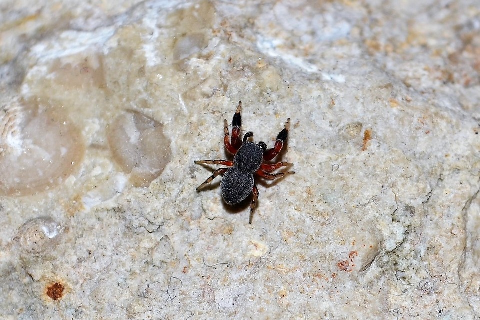 Ballus rufipes