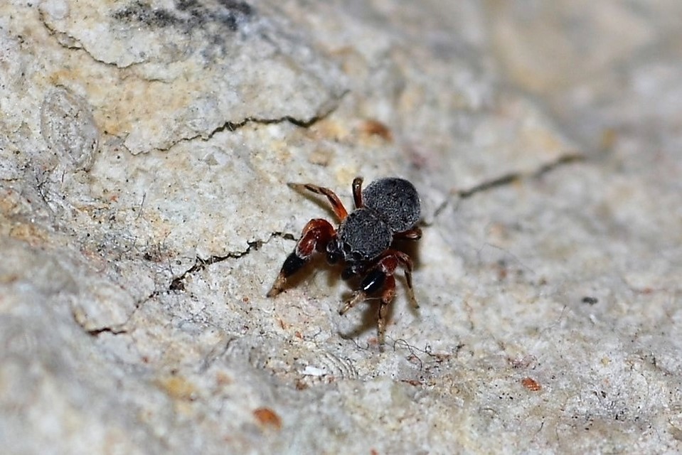 Ballus rufipes