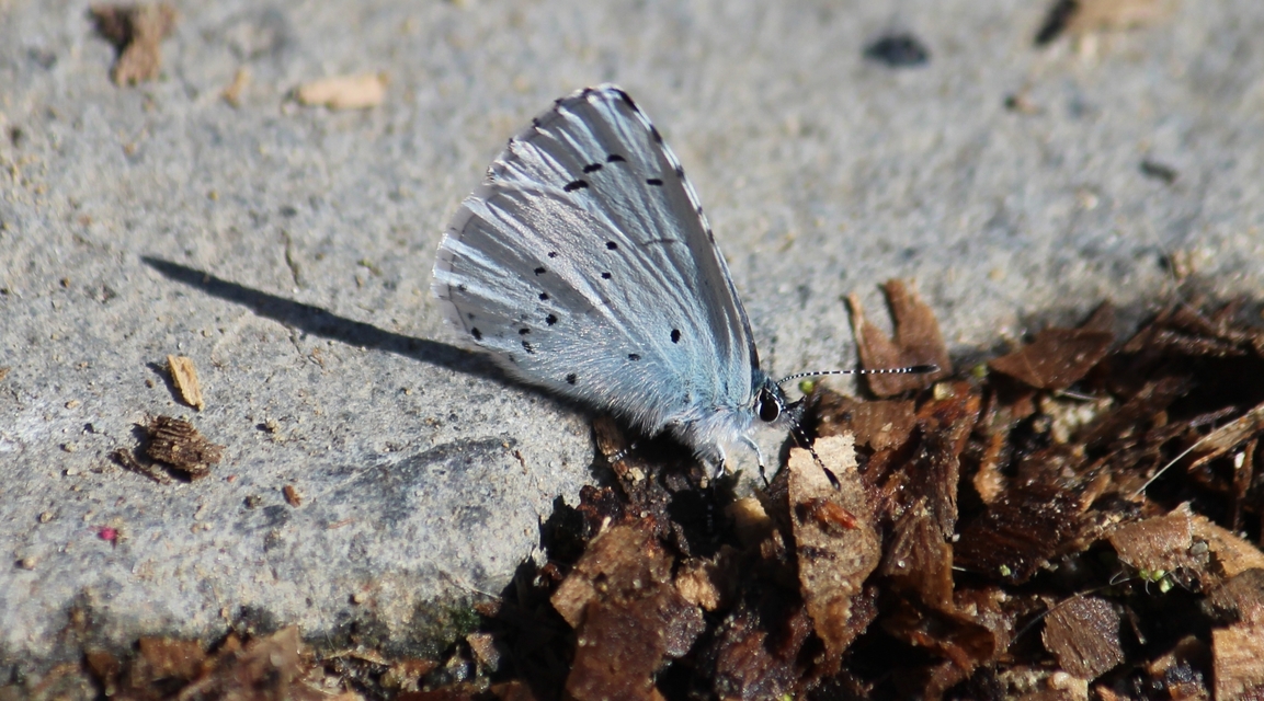 Celastrina argiolus - bengeboglárka