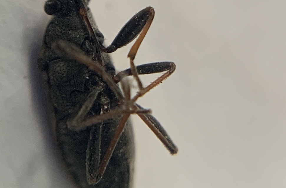 Peritrechus gracilicornis - vékonycsápú feketésbodobács