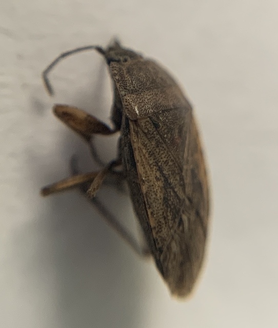 Emblethis griseus - homoki gyepibodobács