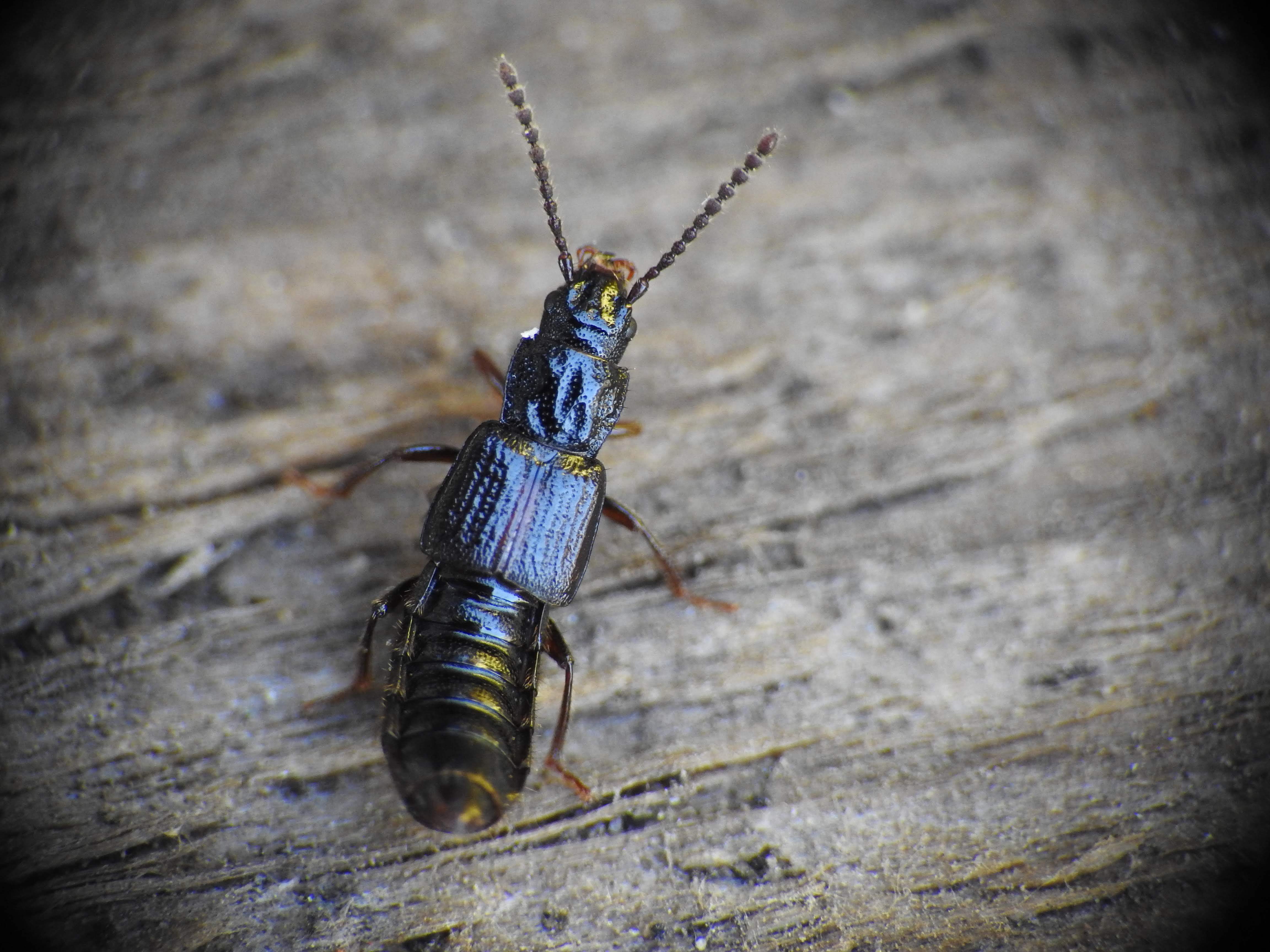 Coprophilus striatulus - közönséges peceholyva