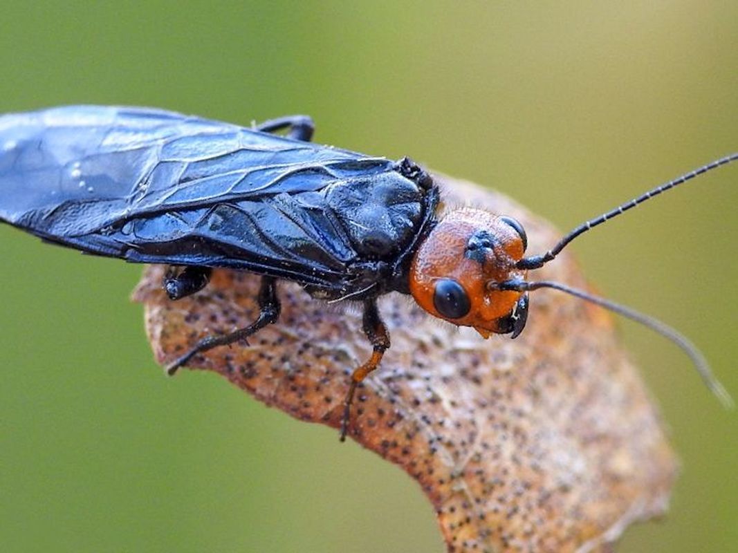 Acantholyda erythrocephala - barnafejű szövődarázs