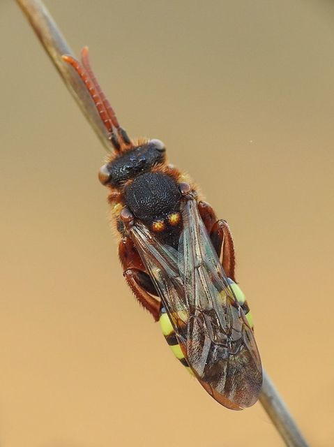 Nomada