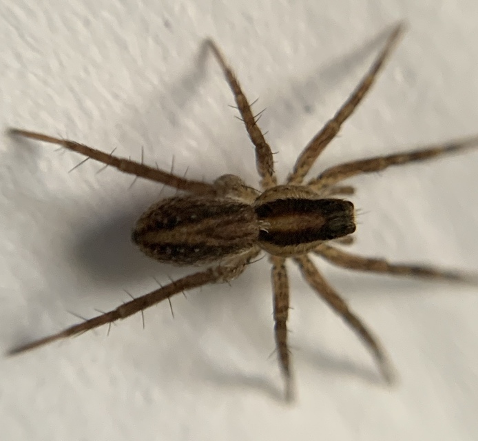 Pardosa bifasciata