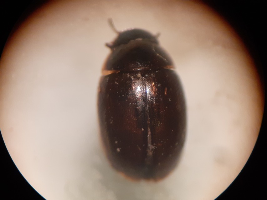 Anacaena limbata - gyakori kerekcsibor