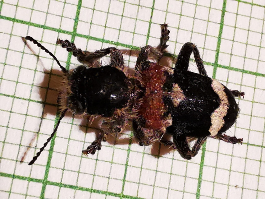 Clerus mutillarius - feketenyakú szúfarkas