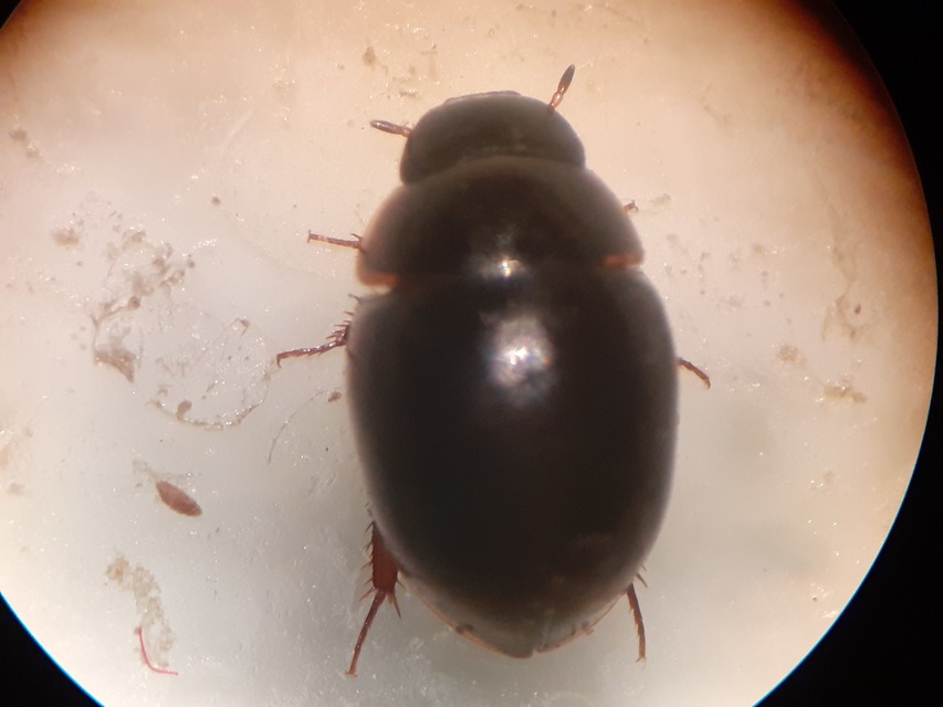 Anacaena globulus - sötét kerekcsibor