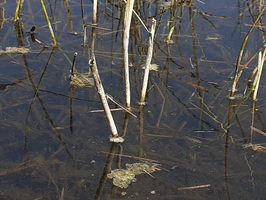 Sympecma fusca - téli rablószitakötő