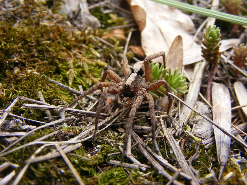 Alopecosa sulzeri