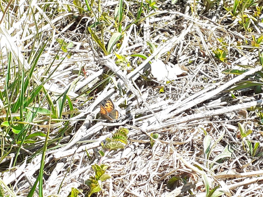 Lycaena phlaeas - közönséges tűzlepke
