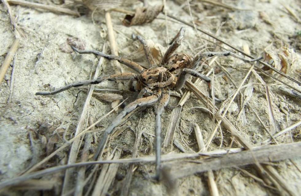 Geolycosa vultuosa - pokoli cselőpók
