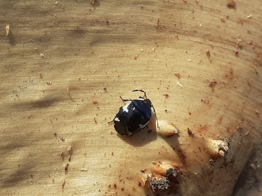 Tritomegas sexmaculatus - hatfoltos földipoloska