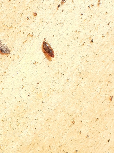 Nitidulidae - fénybogárfélék Nitidulidae - fénybogárfélék