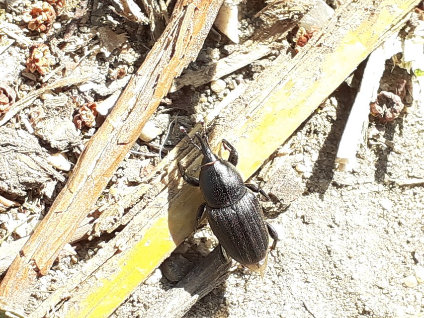 Sphenophorus striatopunctatus - mezei zsuzsok