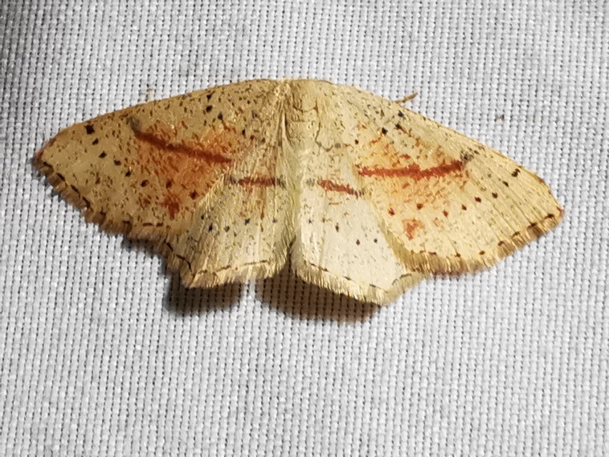 Cyclophora punctaria - sávos pettyesaraszoló