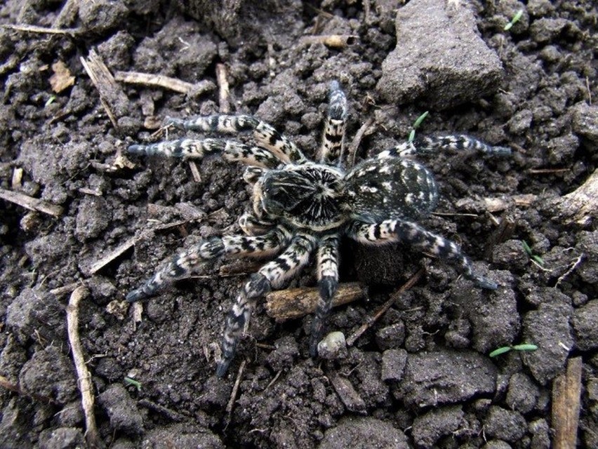Lycosa singoriensis - szongáriai cselőpók