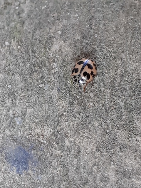 Oenopia conglobata - rózsás katica