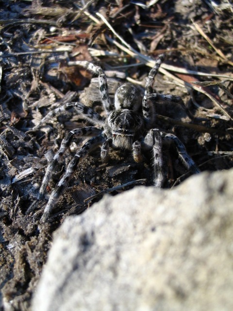 Lycosa singoriensis - szongáriai cselőpók