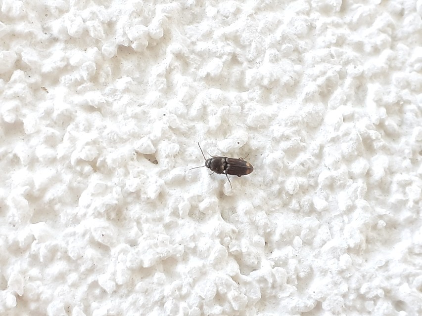Drasterius bimaculatus - változékony pattanó