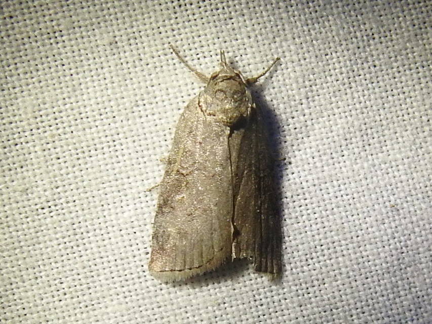 Nycteola asiatica - nyárfa-trapézbagoly