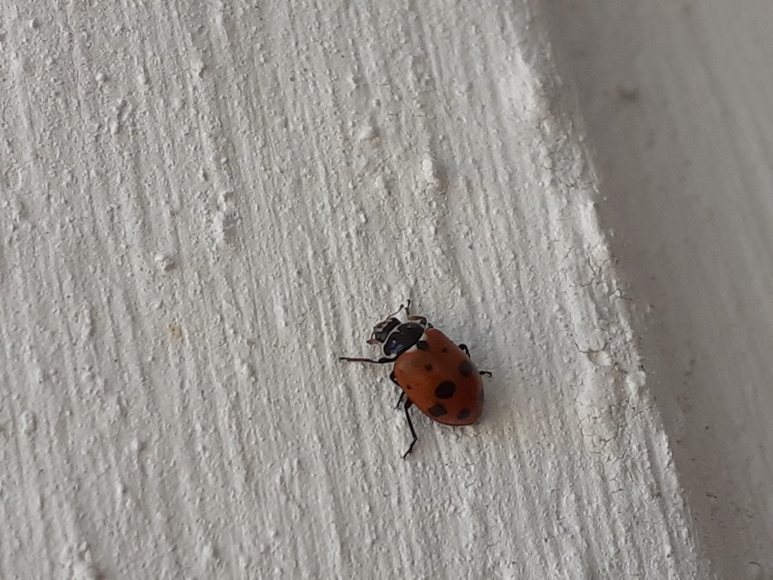 Hippodamia variegata - tizenhárompettyes katica
