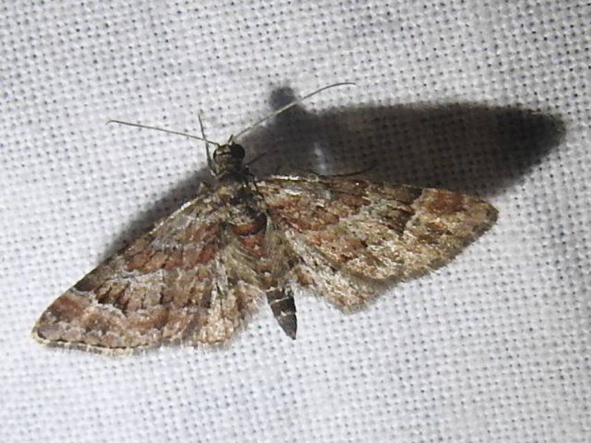 Gymnoscelis rufifasciata - vöröscsíkos törpearaszoló