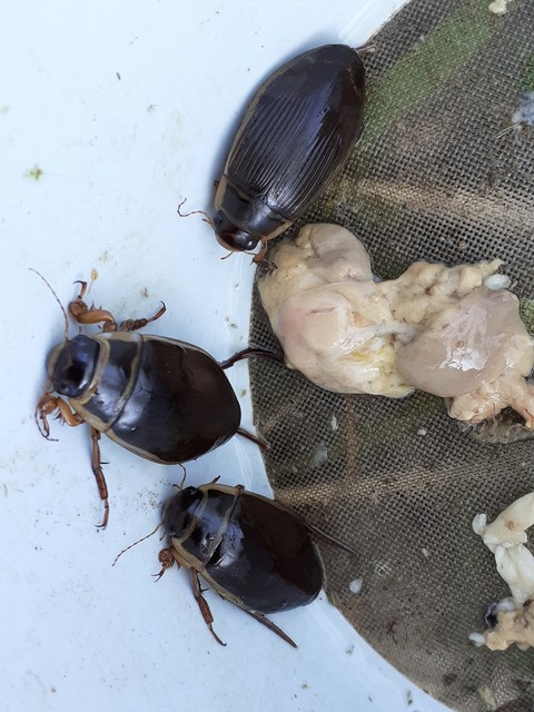 Dytiscus marginalis - szegélyes csíkbogár