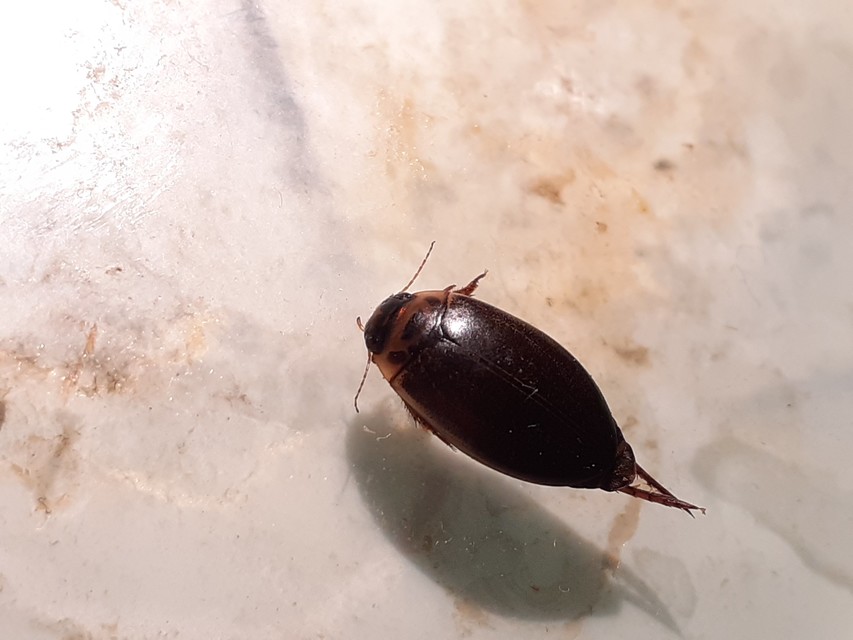 Rhantus frontalis - sárgamellű particsíkbogár