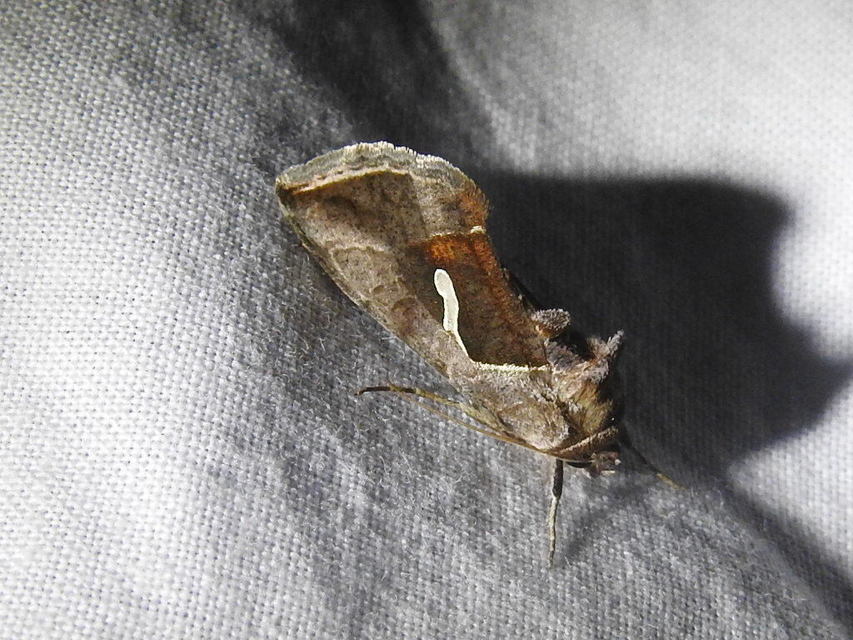 Macdunnoughia confusa - cseppfoltos ezüstbagoly