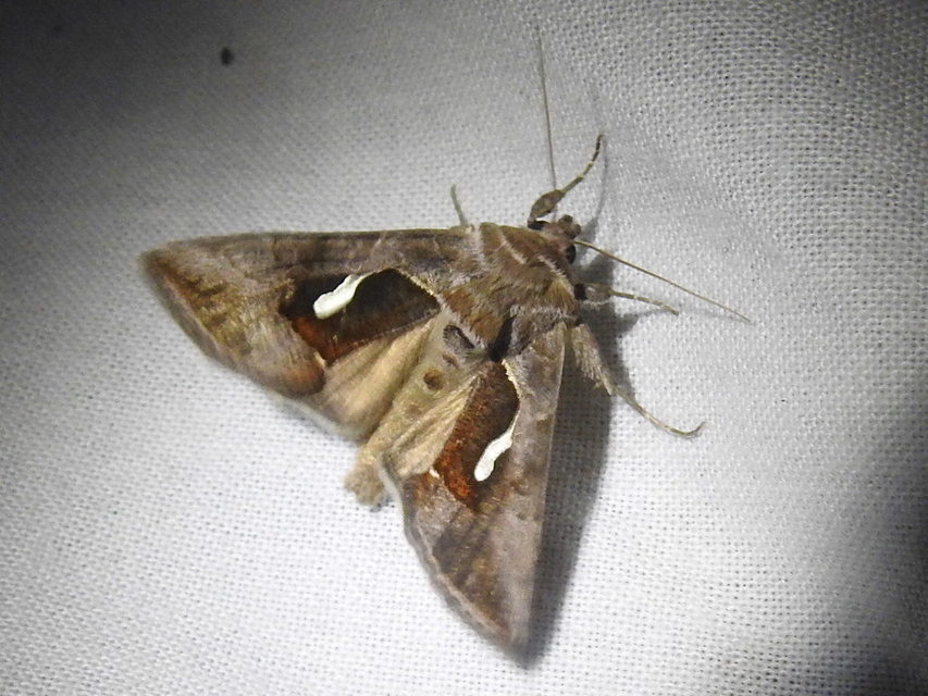 Macdunnoughia confusa - cseppfoltos ezüstbagoly