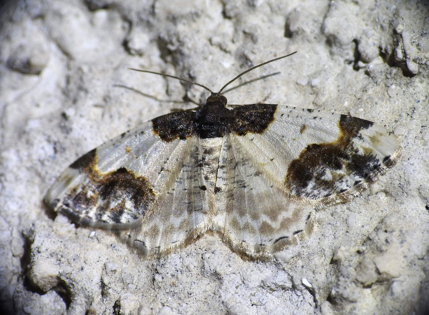Ligdia adustata - barna levélaraszoló