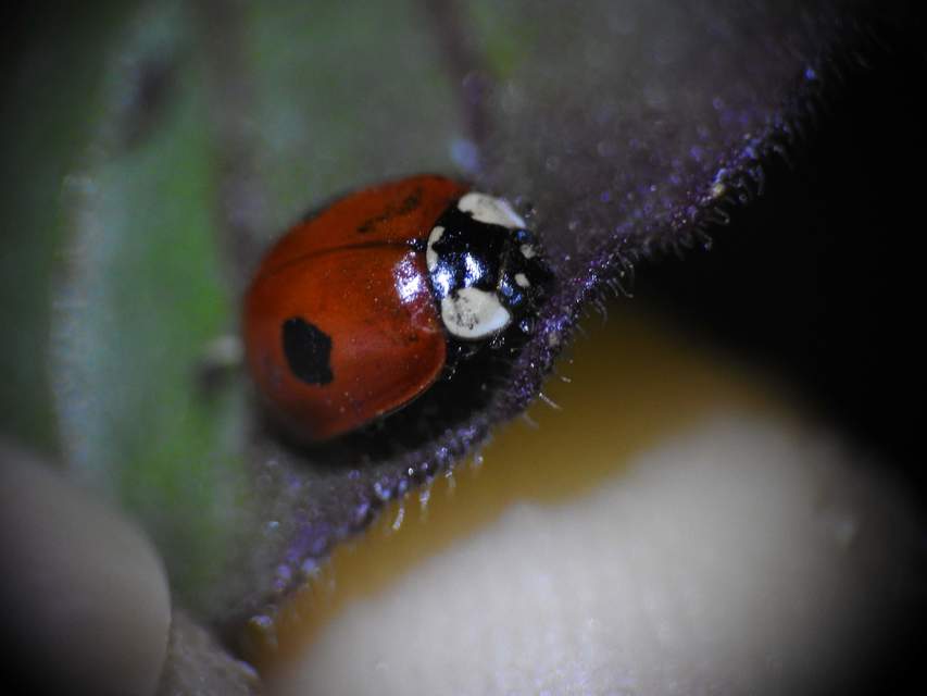 Adalia bipunctata - kétpettyes katica