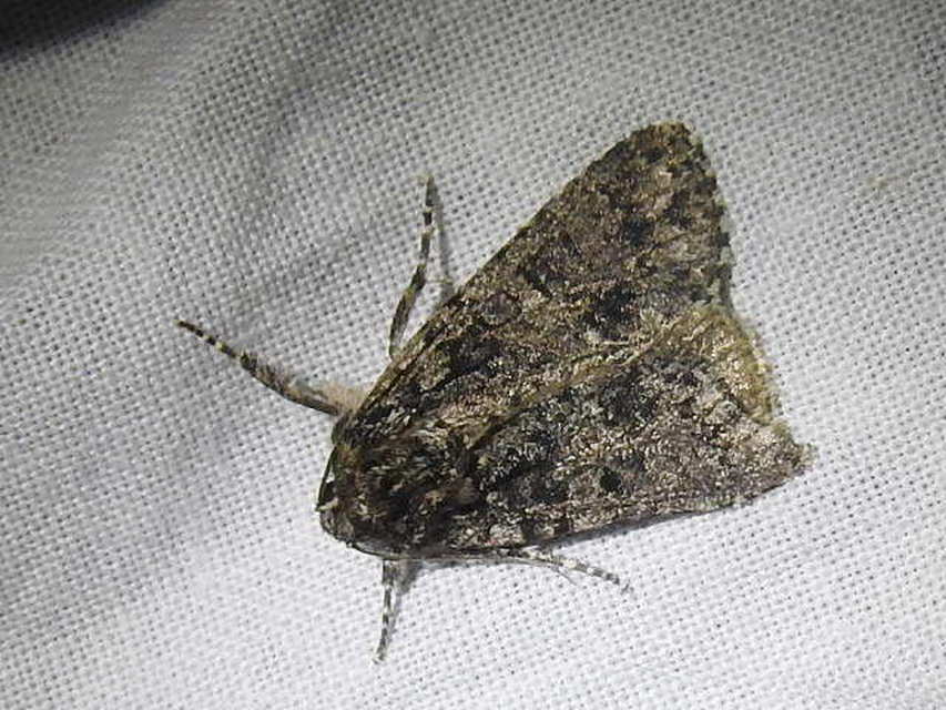 Acronicta rumicis - sóska-szigonyosbagoly