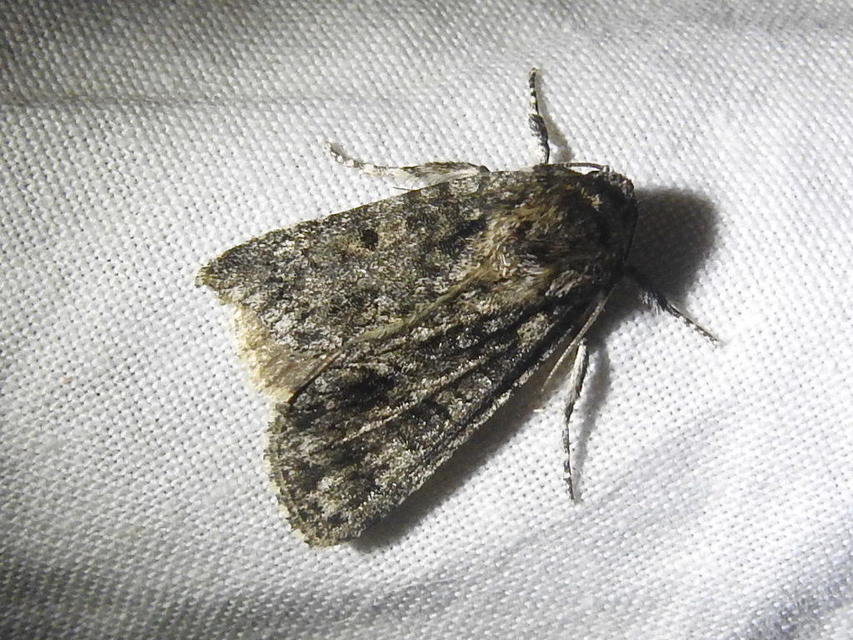 Acronicta rumicis - sóska-szigonyosbagoly