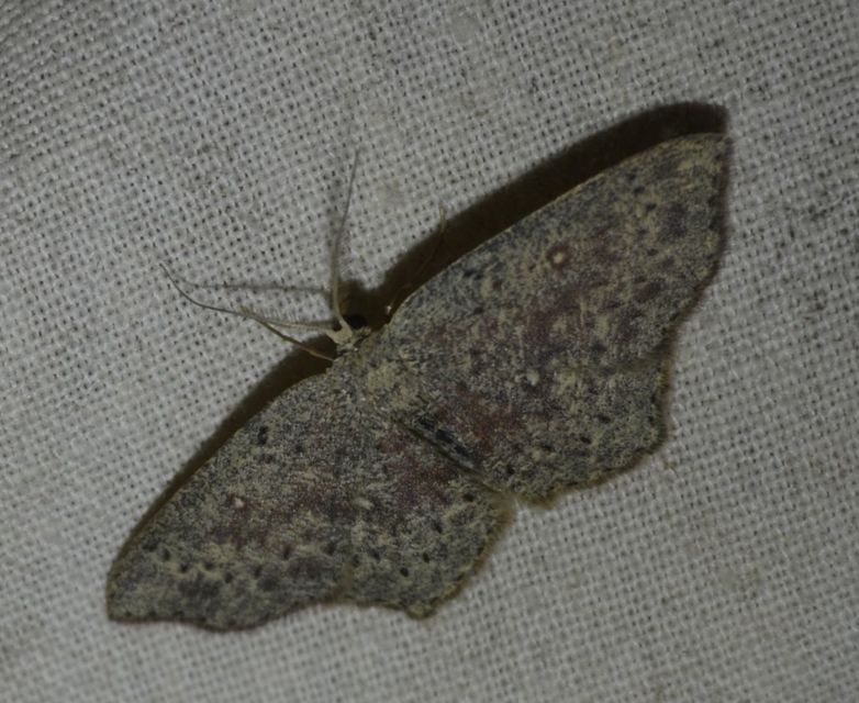 Cyclophora pendularia - fűzfa-pettyesaraszoló