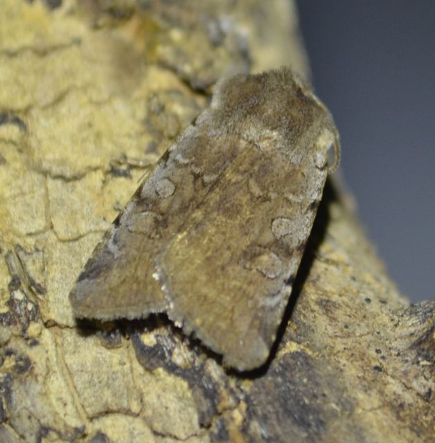 Cerastis rubricosa - vörhenyes tavaszibagoly