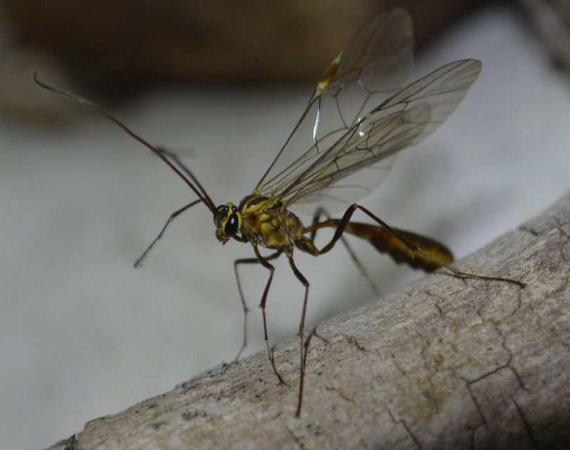 Ophion obscuratus