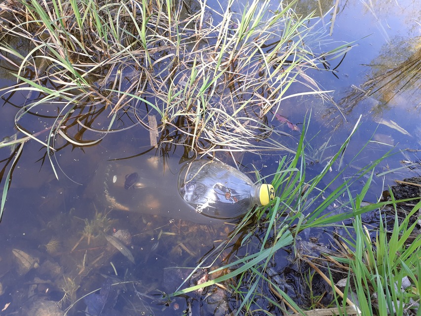 Dytiscus marginalis - szegélyes csíkbogár