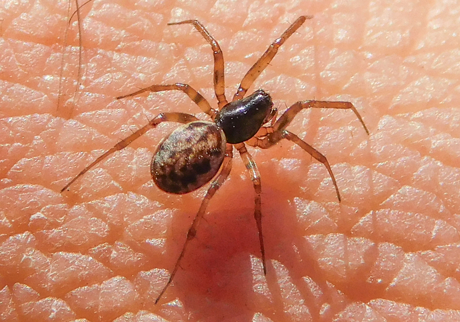 Neriene clathrata - rácsozott vitorlapók